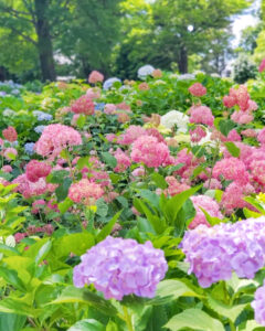 大塚性海寺歴史公園、あじさい、6月夏の花、愛知県稲沢市の観光・撮影スポットの画像と写真