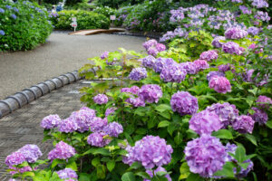 大塚性海寺歴史公園、あじさい、5月夏の花、愛知県稲沢市の観光・撮影スポットの画像と写真