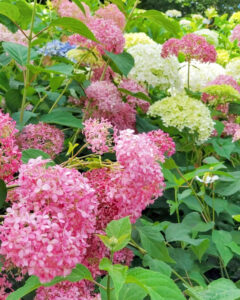 大塚性海寺歴史公園、あじさい、6月夏の花、愛知県稲沢市の観光・撮影スポットの画像と写真