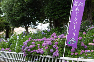 大塚性海寺歴史公園、あじさい、5月夏の花、愛知県稲沢市の観光・撮影スポットの画像と写真