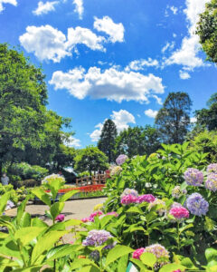大塚性海寺歴史公園、あじさい、6月夏の花、愛知県稲沢市の観光・撮影スポットの画像と写真