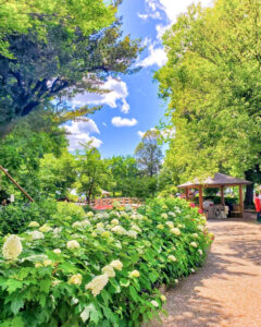 大塚性海寺歴史公園、あじさい、6月夏の花、愛知県稲沢市の観光・撮影スポットの画像と写真