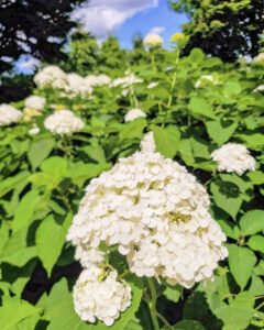 大塚性海寺歴史公園、あじさい、6月夏の花、愛知県稲沢市の観光・撮影スポットの画像と写真