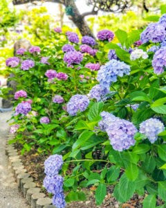 大塚性海寺歴史公園、あじさい、6月夏の花、愛知県稲沢市の観光・撮影スポットの画像と写真