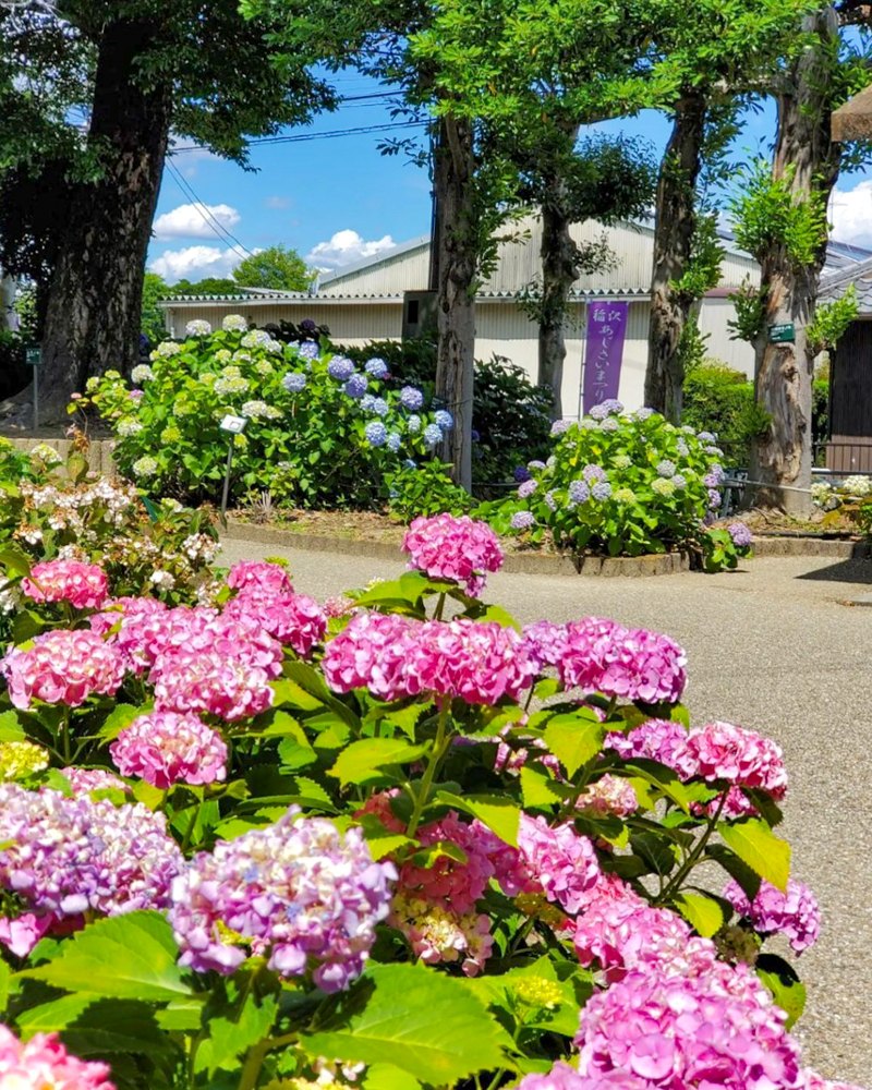 大塚性海寺歴史公園、あじさい、6月夏の花、愛知県稲沢市の観光・撮影スポットの画像と写真