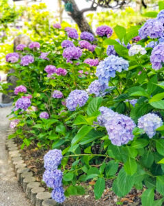 大塚性海寺歴史公園、あじさい、6月夏の花、愛知県稲沢市の観光・撮影スポットの画像と写真