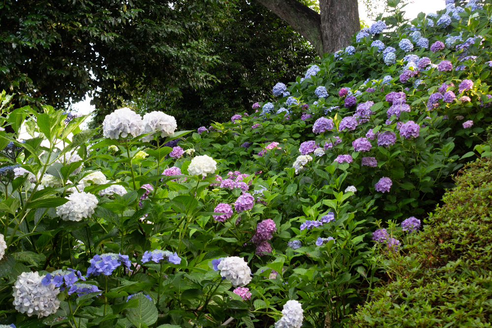 大塚性海寺歴史公園、あじさい、5月夏の花、愛知県稲沢市の観光・撮影スポットの画像と写真