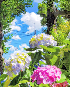大塚性海寺歴史公園、あじさい、6月夏の花、愛知県稲沢市の観光・撮影スポットの画像と写真