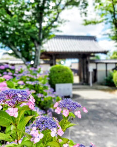 大塚性海寺歴史公園、あじさい、6月夏の花、愛知県稲沢市の観光・撮影スポットの画像と写真