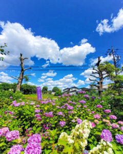 大塚性海寺歴史公園、あじさい、6月夏の花、愛知県稲沢市の観光・撮影スポットの画像と写真