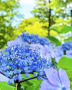 大塚性海寺歴史公園、あじさい、6月夏の花、愛知県稲沢市の観光・撮影スポットの画像と写真
