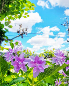 大塚性海寺歴史公園、あじさい、6月夏の花、愛知県稲沢市の観光・撮影スポットの画像と写真