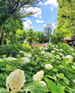 大塚性海寺歴史公園、あじさい、6月夏の花、愛知県稲沢市の観光・撮影スポットの画像と写真