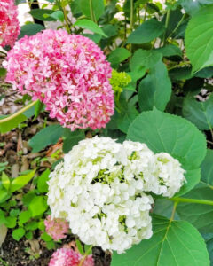 大塚性海寺歴史公園、あじさい、6月夏の花、愛知県稲沢市の観光・撮影スポットの画像と写真