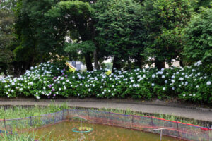大塚性海寺歴史公園、あじさい、5月夏の花、愛知県稲沢市の観光・撮影スポットの画像と写真