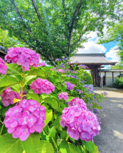 大塚性海寺歴史公園、あじさい、6月夏の花、愛知県稲沢市の観光・撮影スポットの画像と写真