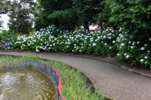 大塚性海寺歴史公園、あじさい、5月夏の花、愛知県稲沢市の観光・撮影スポットの画像と写真