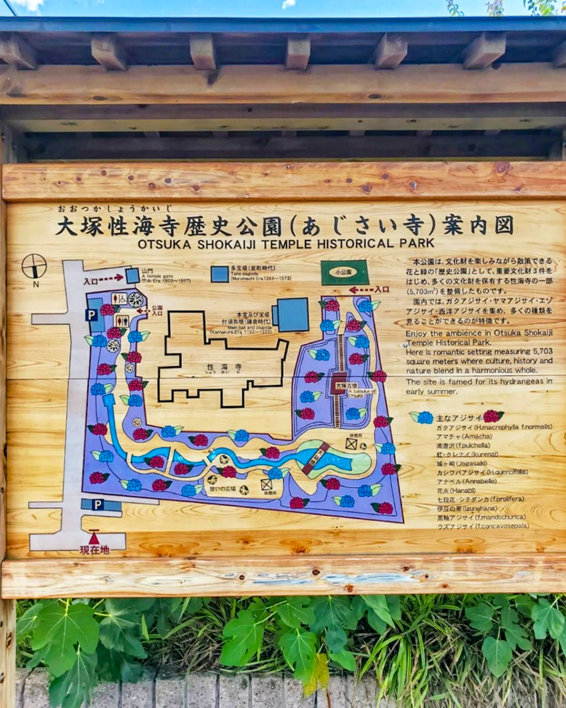 大塚性海寺歴史公園、あじさい、6月夏の花、愛知県稲沢市の観光・撮影スポットの画像と写真