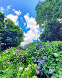 大塚性海寺歴史公園、あじさい、6月夏の花、愛知県稲沢市の観光・撮影スポットの画像と写真