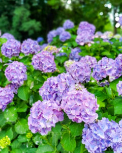 大塚性海寺歴史公園、あじさい、6月夏の花、愛知県稲沢市の観光・撮影スポットの画像と写真