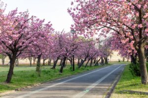 庄内緑地公園、サトザクラ、4月春の花、名古屋市西区の観光・撮影スポットの画像と写真"