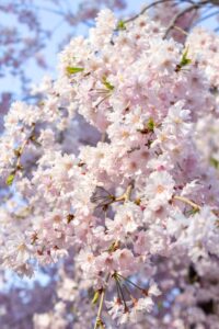 庄内緑地公園、しだれ桜、4月春の花、名古屋市西区の観光・撮影スポットの画像と写真"