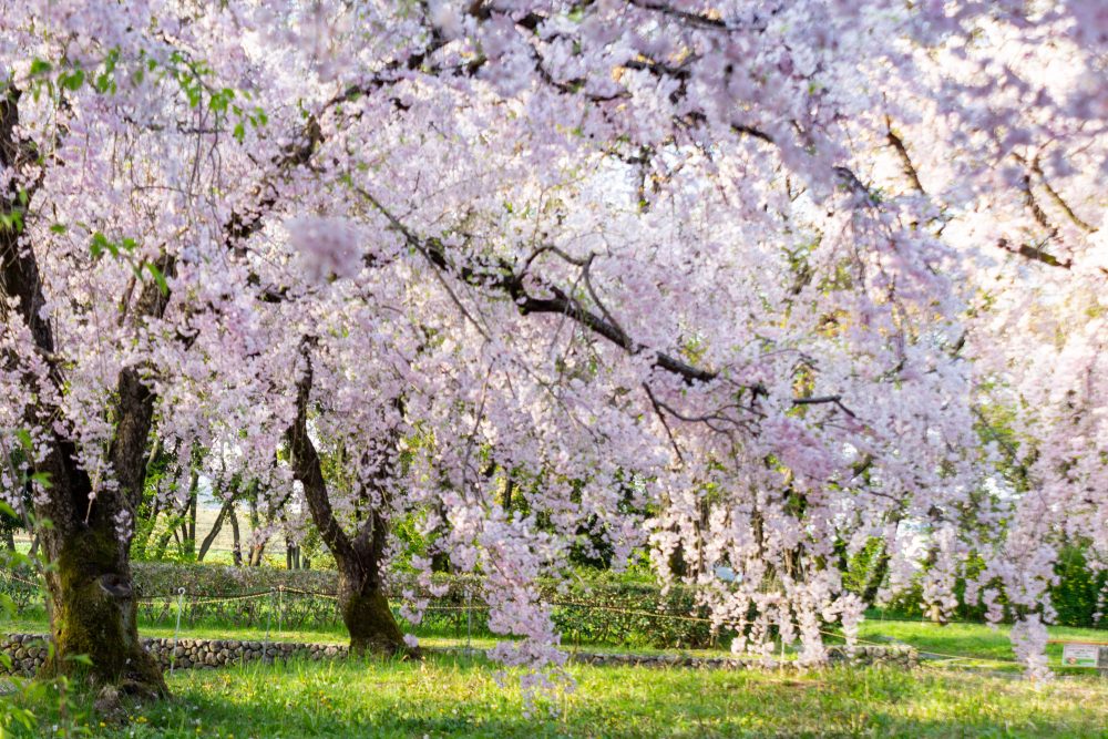 庄内緑地公園、しだれ桜、4月春の花、名古屋市西区の観光・撮影スポットの画像と写真"