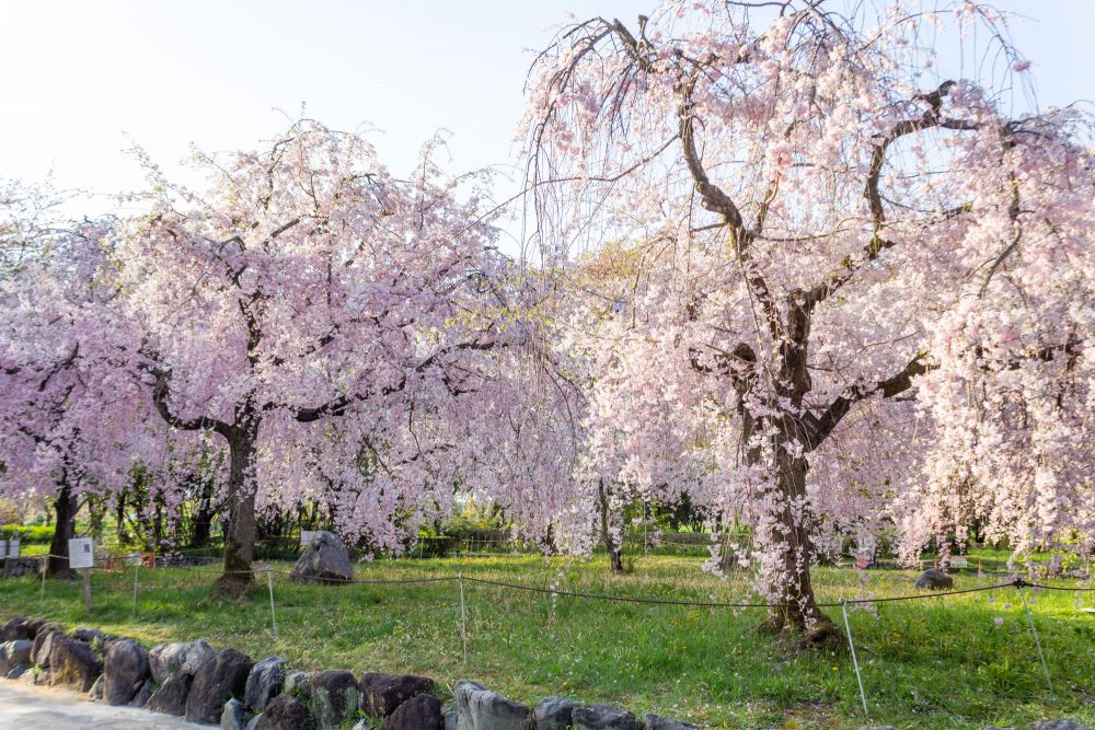 庄内緑地公園、しだれ桜、4月春の花、名古屋市西区の観光・撮影スポットの画像と写真"