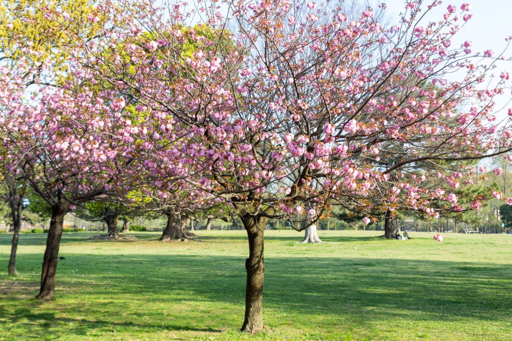 庄内緑地公園、サトザクラ、4月春の花、名古屋市西区の観光・撮影スポットの画像と写真"