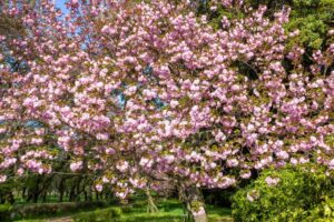 庄内緑地公園、サトザクラ、4月春の花、名古屋市西区の観光・撮影スポットの画像と写真"