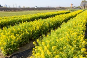 庄内緑地公園、菜の花、4月春の花、名古屋市西区の観光・撮影スポットの画像と写真"