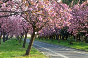 庄内緑地公園、サトザクラ、4月春の花、名古屋市西区の観光・撮影スポットの画像と写真"