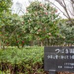 庄内緑地公園、椿、春の花、名古屋市西区の観光・撮影スポットの名所
