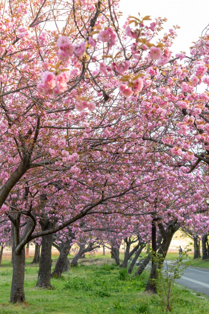 庄内緑地公園、サトザクラ、4月春の花、名古屋市西区の観光・撮影スポットの画像と写真"