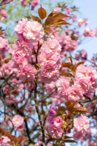 庄内緑地公園、サトザクラ、4月春の花、名古屋市西区の観光・撮影スポットの画像と写真"