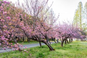 庄内緑地公園、サトザクラ、4月春の花、名古屋市西区の観光・撮影スポットの画像と写真"