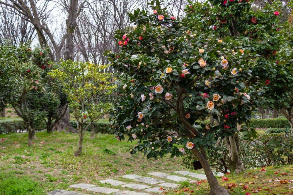 庄内緑地公園、椿、春の花、名古屋市西区の観光・撮影スポットの名所