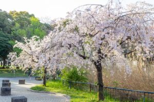 庄内緑地公園、しだれ桜、4月春の花、名古屋市西区の観光・撮影スポットの画像と写真"