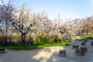 庄内緑地公園、しだれ桜、4月春の花、名古屋市西区の観光・撮影スポットの画像と写真"