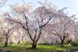 庄内緑地公園、しだれ桜、4月春の花、名古屋市西区の観光・撮影スポットの画像と写真"