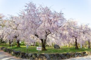 庄内緑地公園、しだれ桜、4月春の花、名古屋市西区の観光・撮影スポットの画像と写真"
