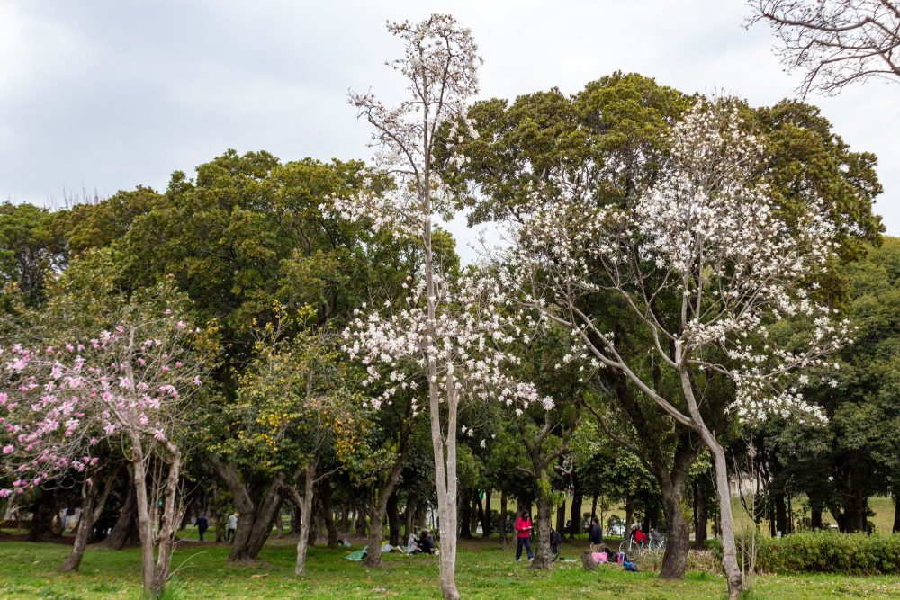 庄内緑地公園、モクレン、春の花、名古屋市西区の観光・撮影スポットの名所