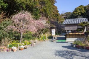 龍尾神社 花庭園、しだれ梅、2月春の花、静岡県掛川市の観光・撮影スポットの画像と写真