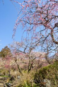 龍尾神社 花庭園、しだれ梅、2月春の花、静岡県掛川市の観光・撮影スポットの画像と写真