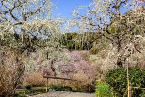 龍尾神社 花庭園、しだれ梅、2月春の花、静岡県掛川市の観光・撮影スポットの画像と写真