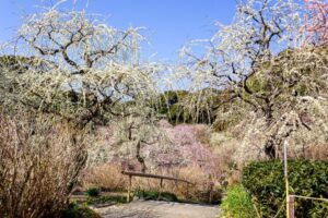 龍尾神社 花庭園、しだれ梅、2月春の花、静岡県掛川市の観光・撮影スポットの画像と写真