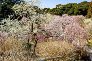 龍尾神社 花庭園、しだれ梅、2月春の花、静岡県掛川市の観光・撮影スポットの画像と写真