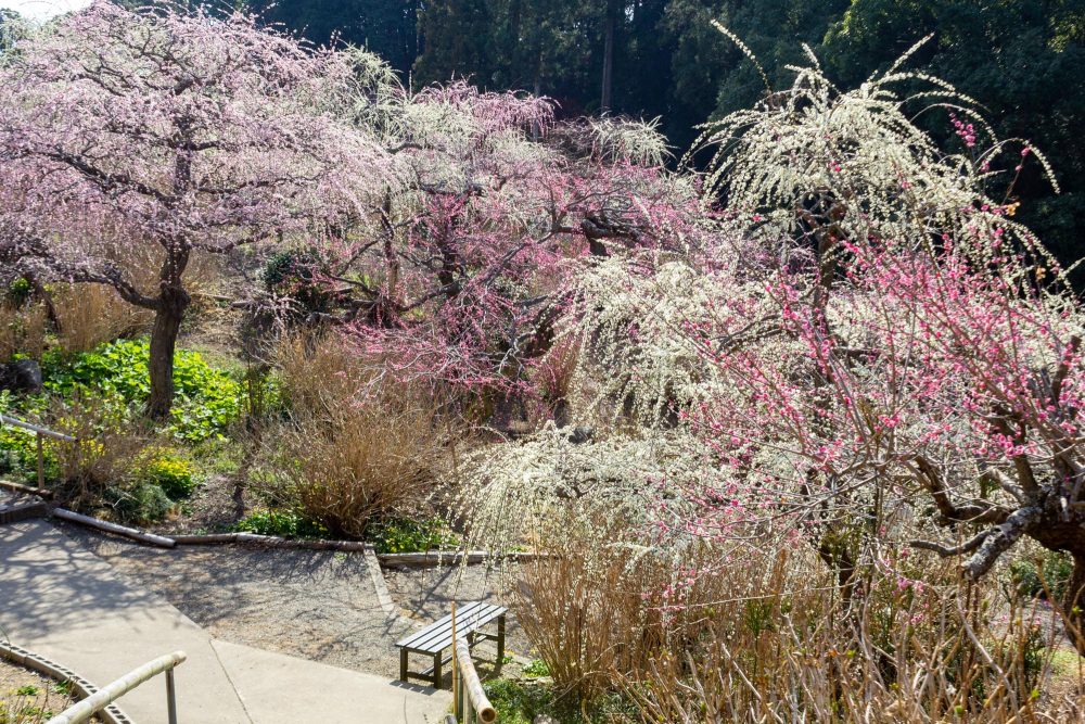 龍尾神社 花庭園、しだれ梅、2月春の花、静岡県掛川市の観光・撮影スポットの画像と写真