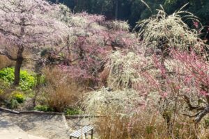 龍尾神社 花庭園、しだれ梅、2月春の花、静岡県掛川市の観光・撮影スポットの画像と写真