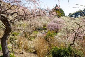 龍尾神社 花庭園、しだれ梅、2月春の花、静岡県掛川市の観光・撮影スポットの画像と写真